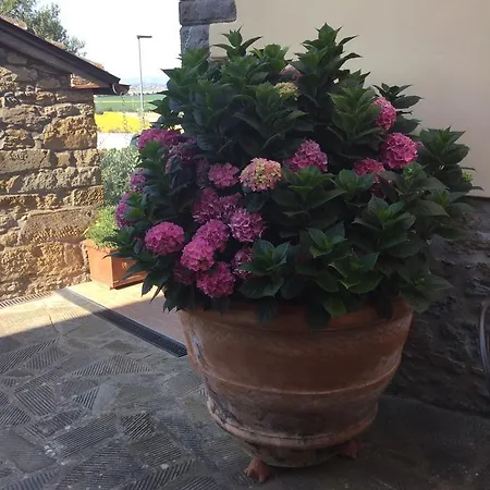 Agriturismo Borgo Tra Gli Olivi * Castiglion Fiorentino